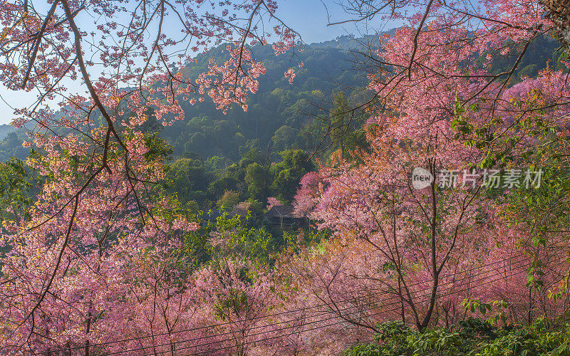 在泰国清迈，美丽的粉红色樱花或喜马拉雅樱花(Prunus cerasoides)。